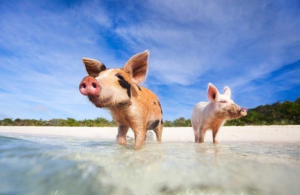 Two Pigs Standing In Water