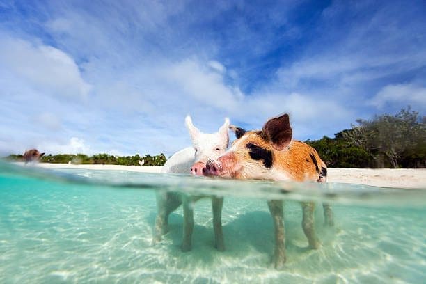 Two Pigs Swimming In Clear Water