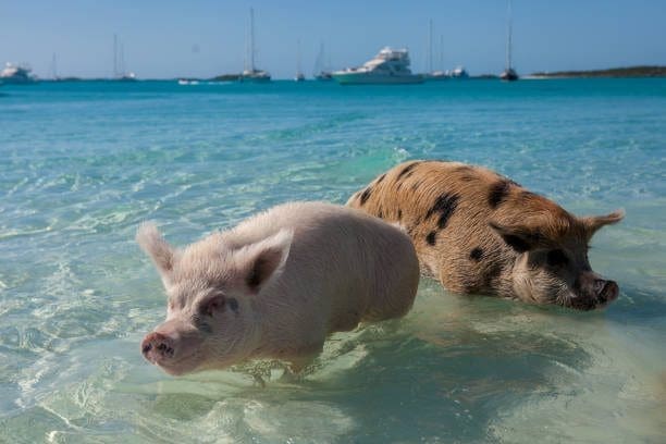 Two Pigs In The Water